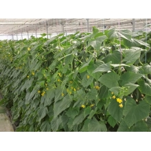 Why use potassium humate for cucumbers?